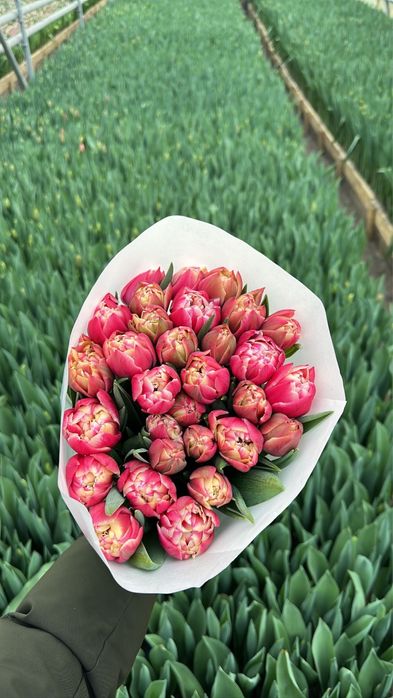 Тюльпаны оптом