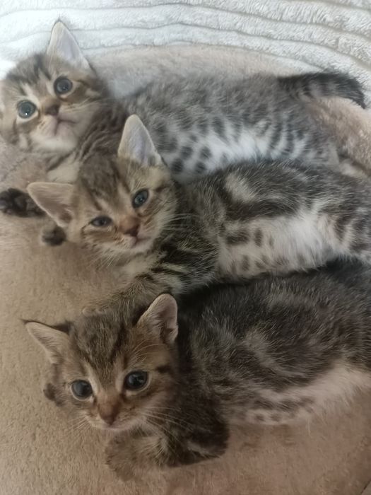 Шотландские котята мальчики