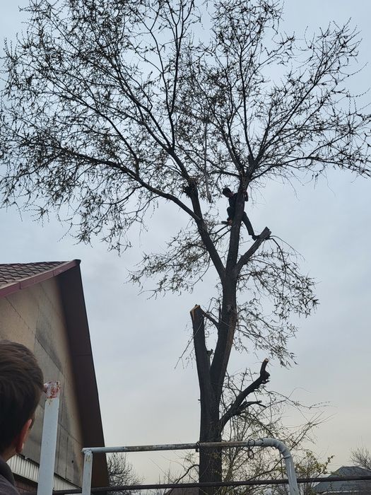 Спил деревьев агаш кесемиз