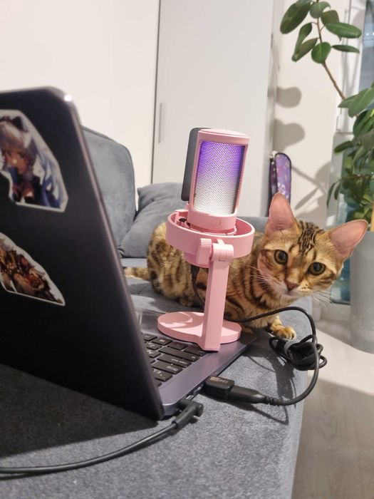 Отдам бенгальскую кошечку.