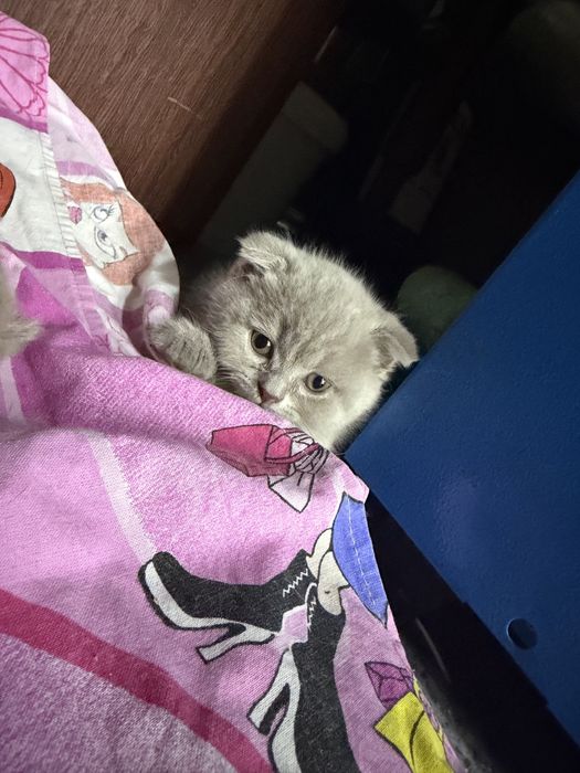 Продам красивых котят