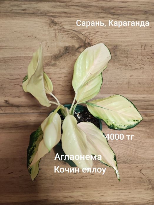 Аглаонема разная