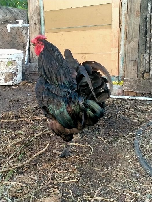 Продам домашних курей и петухов