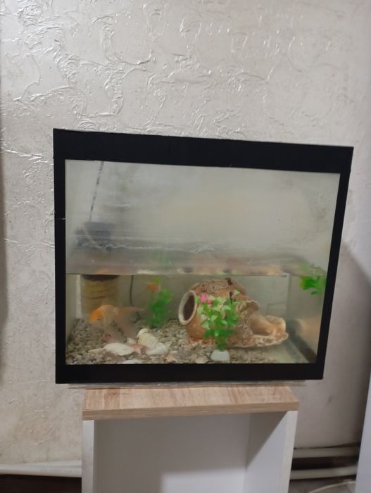 Аквариум с рыбками