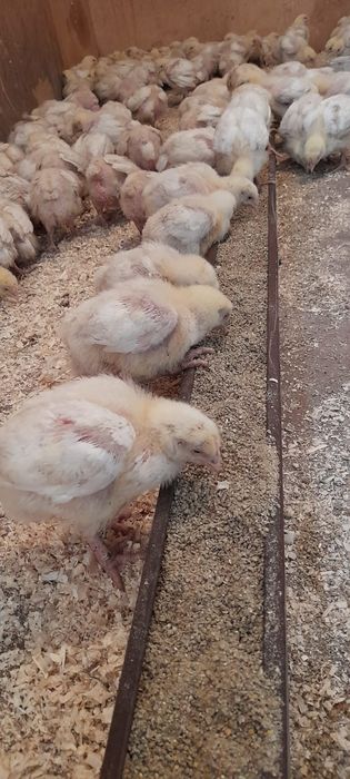 Продам Броллерных цыплят!