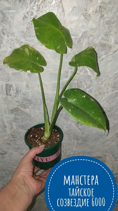 Цветы   комнатные