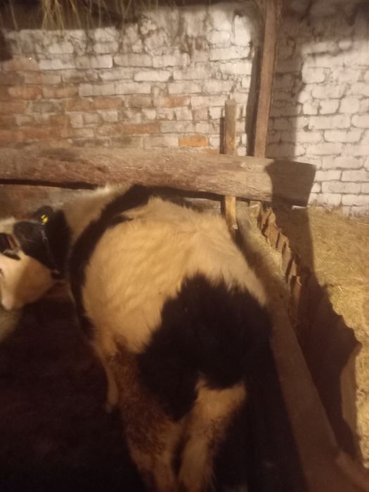 Годовалая телка посёлок Бектау