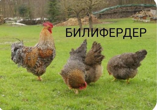 Продам Цыплят. Цены разные..