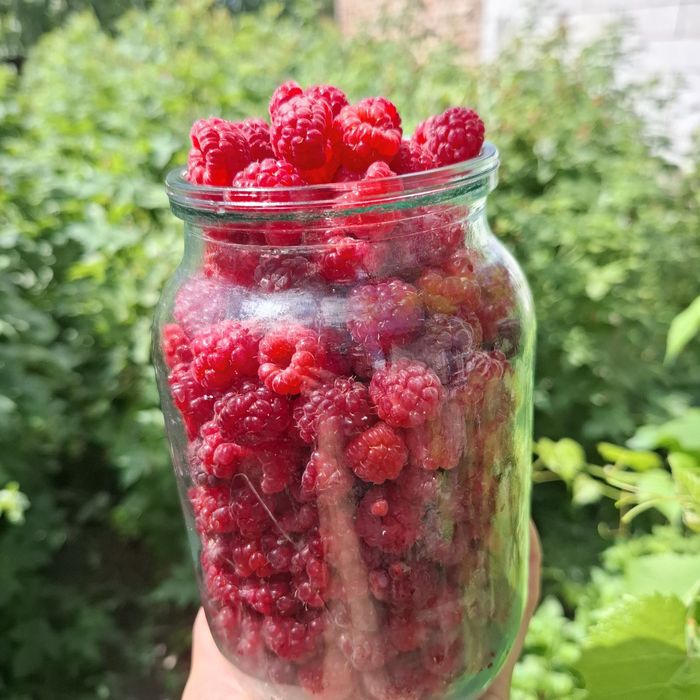 Малина домашняя 2500