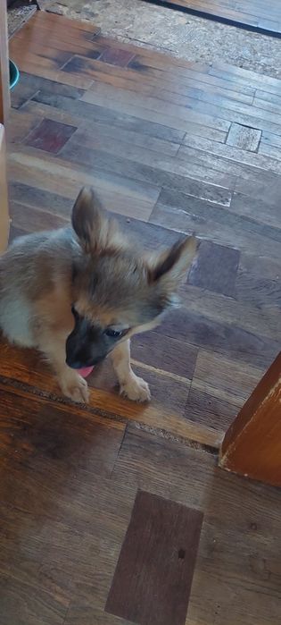 Щенок. Девочка. 2 месяца.