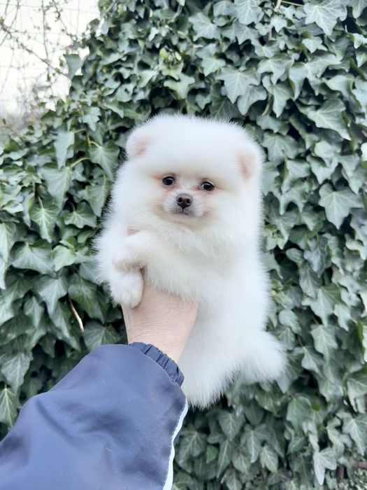 Померан мини момче със втора ваксина