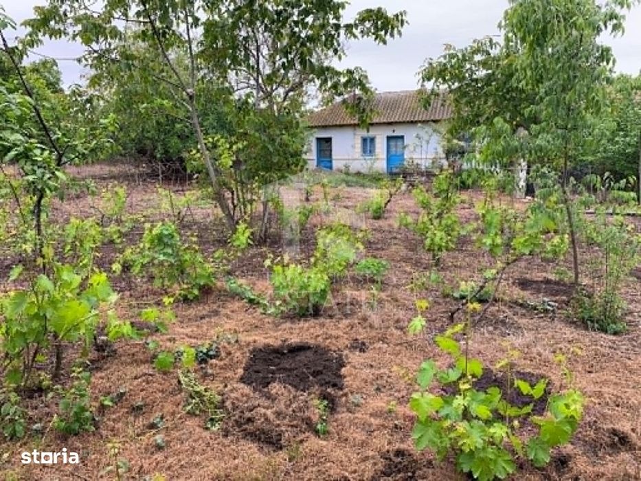 Teren intravilan 2562mp Loc 23 August | Ideal locuiță sau casă vacanță