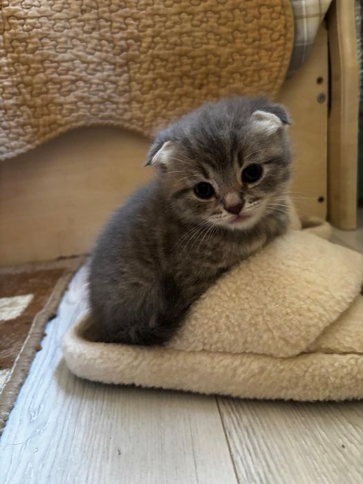 Котята,скоттиш фолд