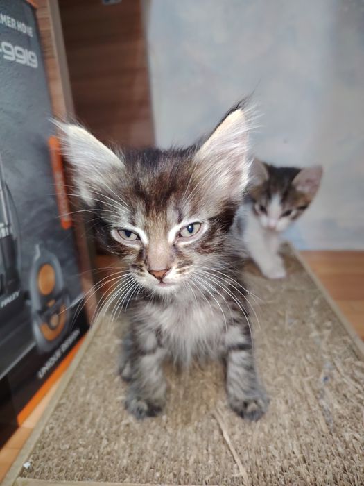 Отдам даром котят