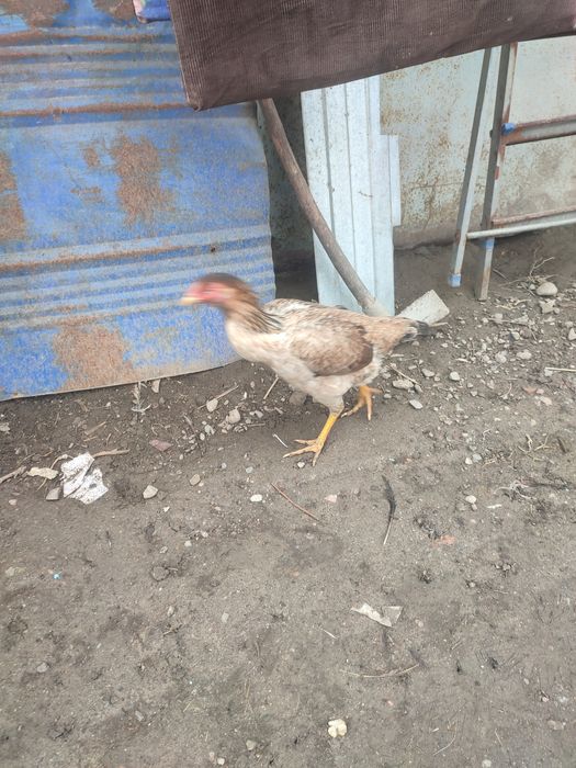 Продам дакан с даканихами