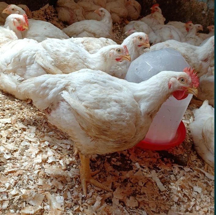 Pui rasa mixta si albi de carne