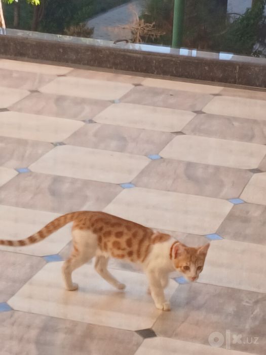 Котёнок метис бенгала