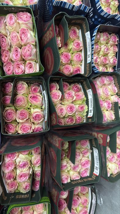 Брат свежие тюльпаны большие