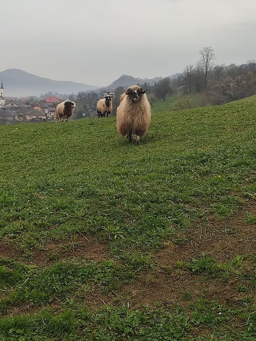 Își caută un nou stăpân pentru mai multe detalii sunați la telefon