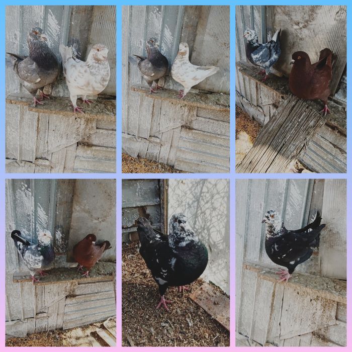 Porumbei Kingi scurți de frumusețe