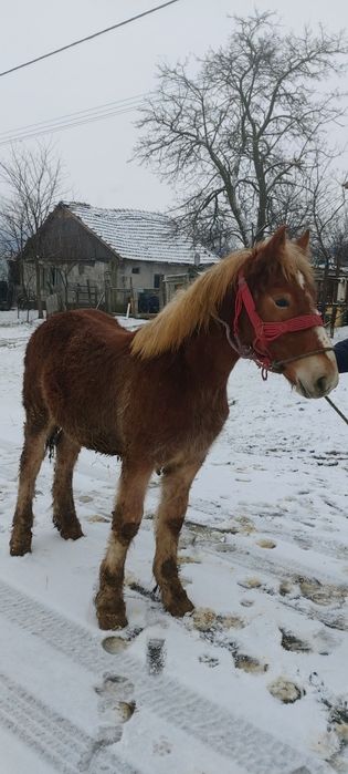 Manz de vanzare  Pancota Arad