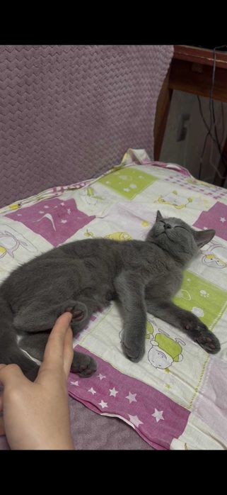Отдам котенка БЕСПЛАТНО