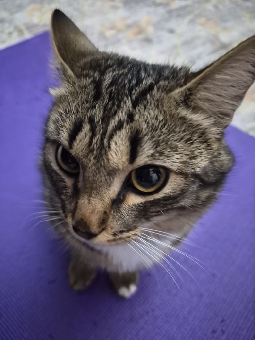 Котик в хорошие руки