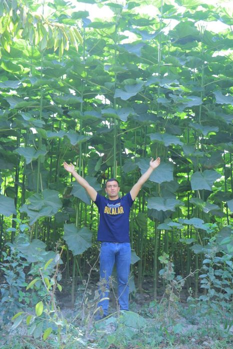 Pavloniya ildiz qalamchalari bor