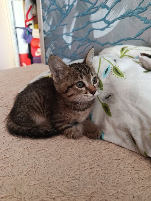 Отдам котёнка (девочка),в добрые руки