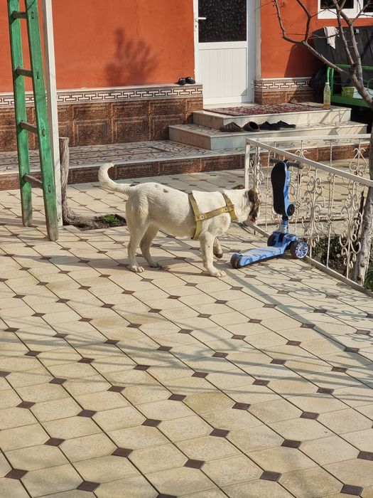 Gibrit alabai+pit 100%