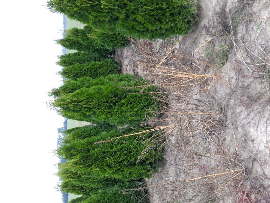 Vand tuia(thuja) smaragd si columnaris(smarald)