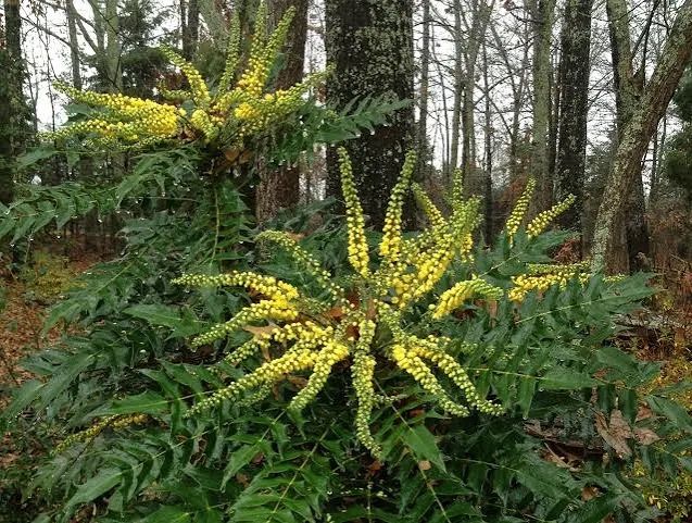 Вечнозелена махония