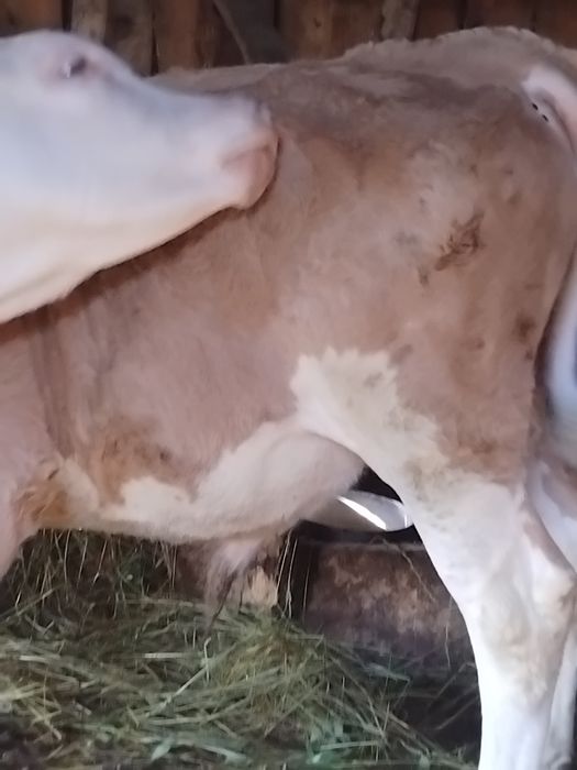 Vițel balțată românească de vanzare de patru luni înțărcat mănâncă fin și făină de porumb cu tărâțe