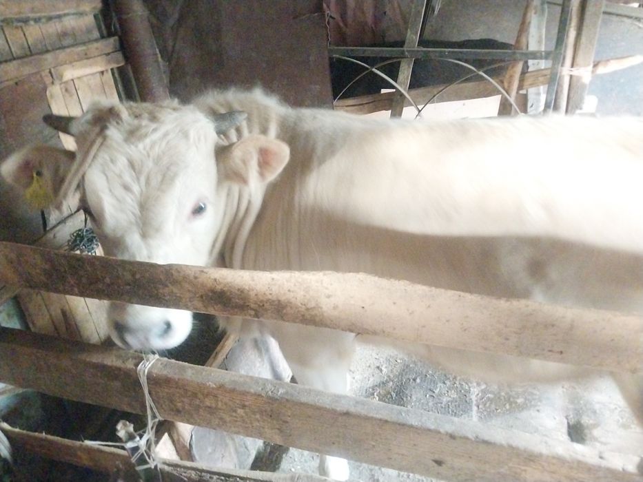 Продам бычька  1.год1 месец