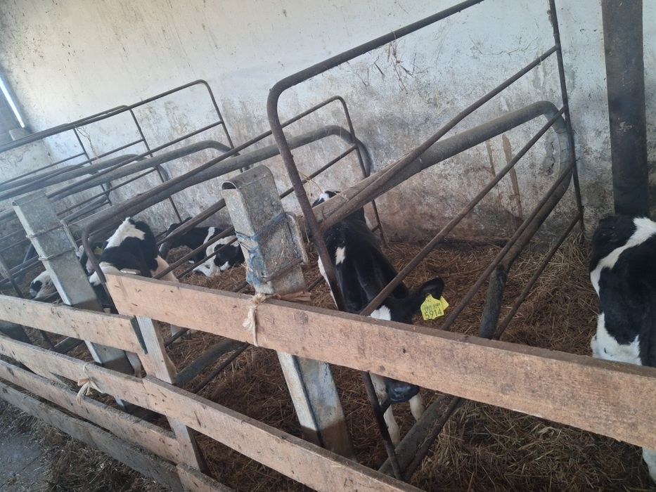 Vand vitele holstein