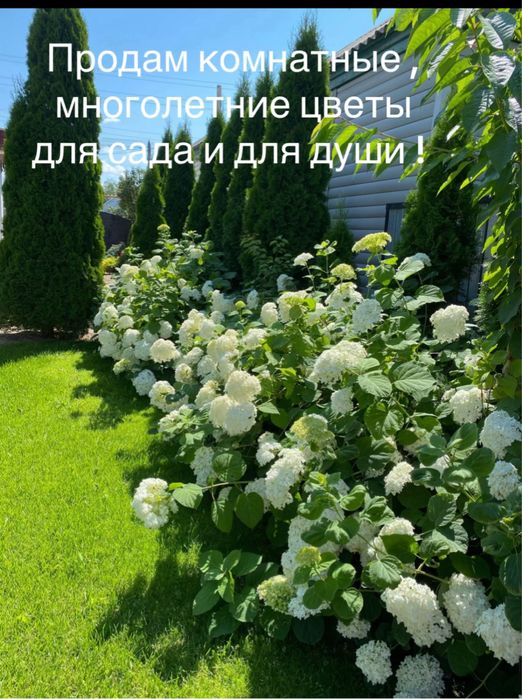 Продам комнатные и многолетние цветы , цена от 1000 т и выше .