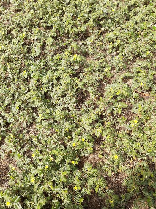 Продавам билката бабини зъби