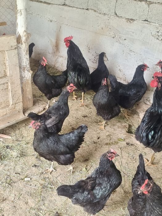 Тауық шымкент 5000₸