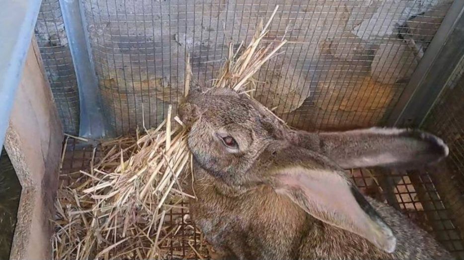 Зайци заек зайчета Фландър