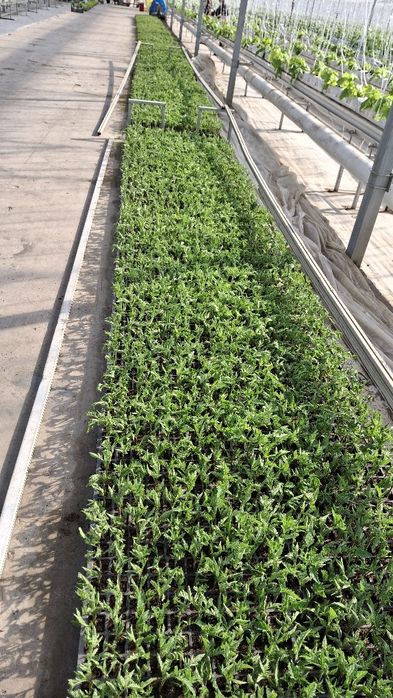 Pamidor kõchat  alamina