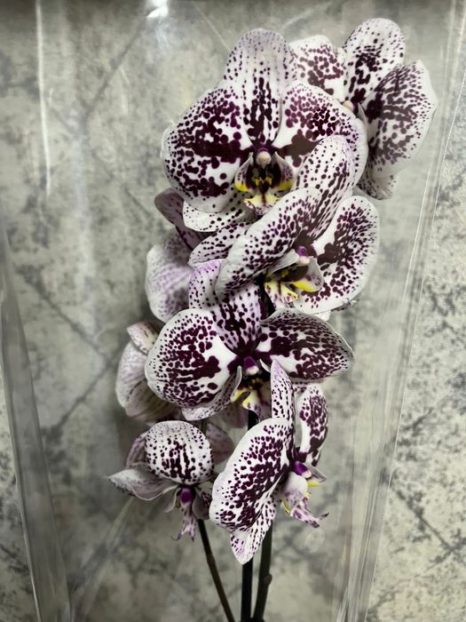 Орхидея фаленопсис сортовые