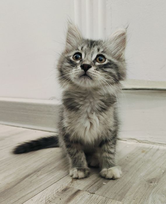 Маленький котенок ищет добрые руки