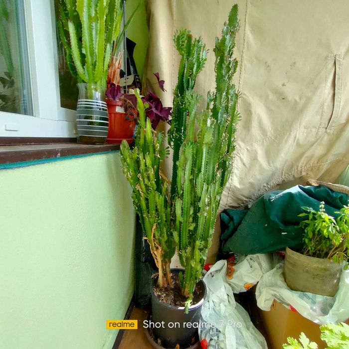 Растение - кактус