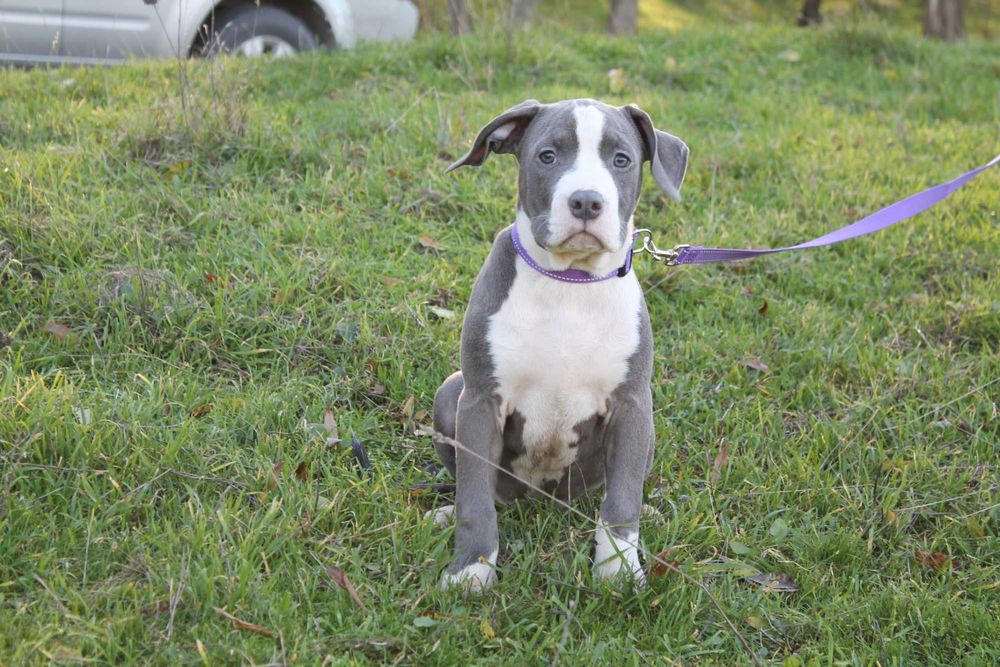 Fetiza minunata de American Staffordshire Terier Blue