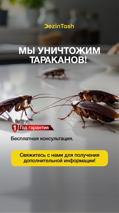 dezinfeksiya klapa tarakan klopa  дезинфекция уничтожения таракан