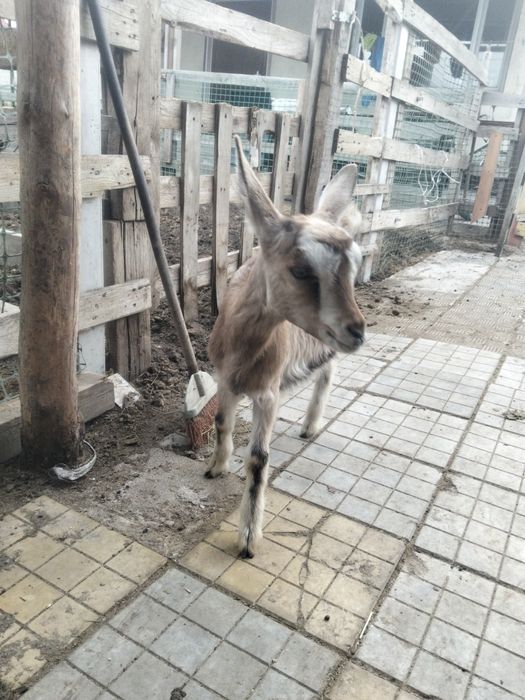 Продам козлят молочного направления в альпийском типе