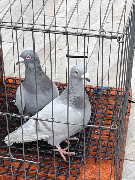 Vând pereche porumbei voiajori italieni tineri