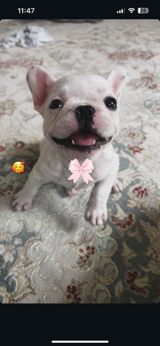 Французский бульдог