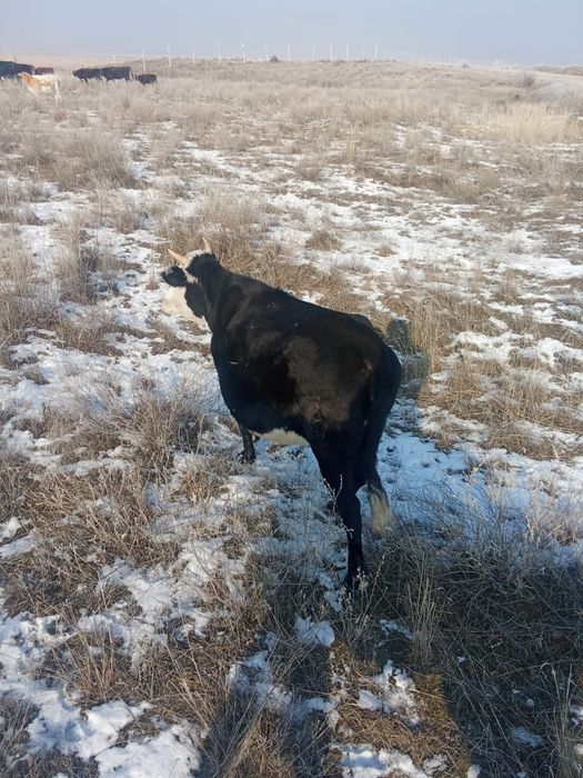 Кунажын сатылады саудасы бар