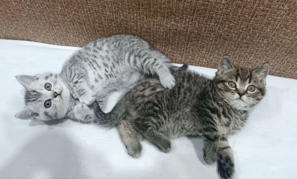 Симпатичные Котята